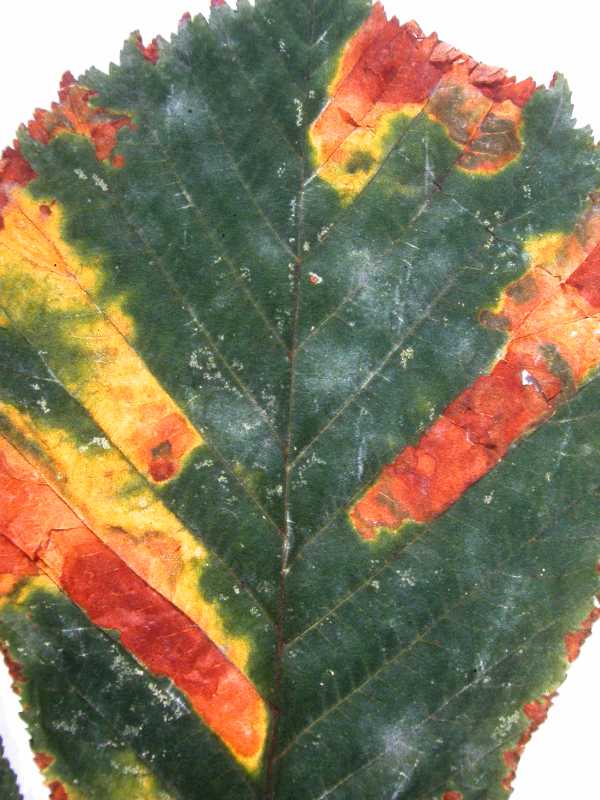 Guignardia Blotch of Horse Chestnut